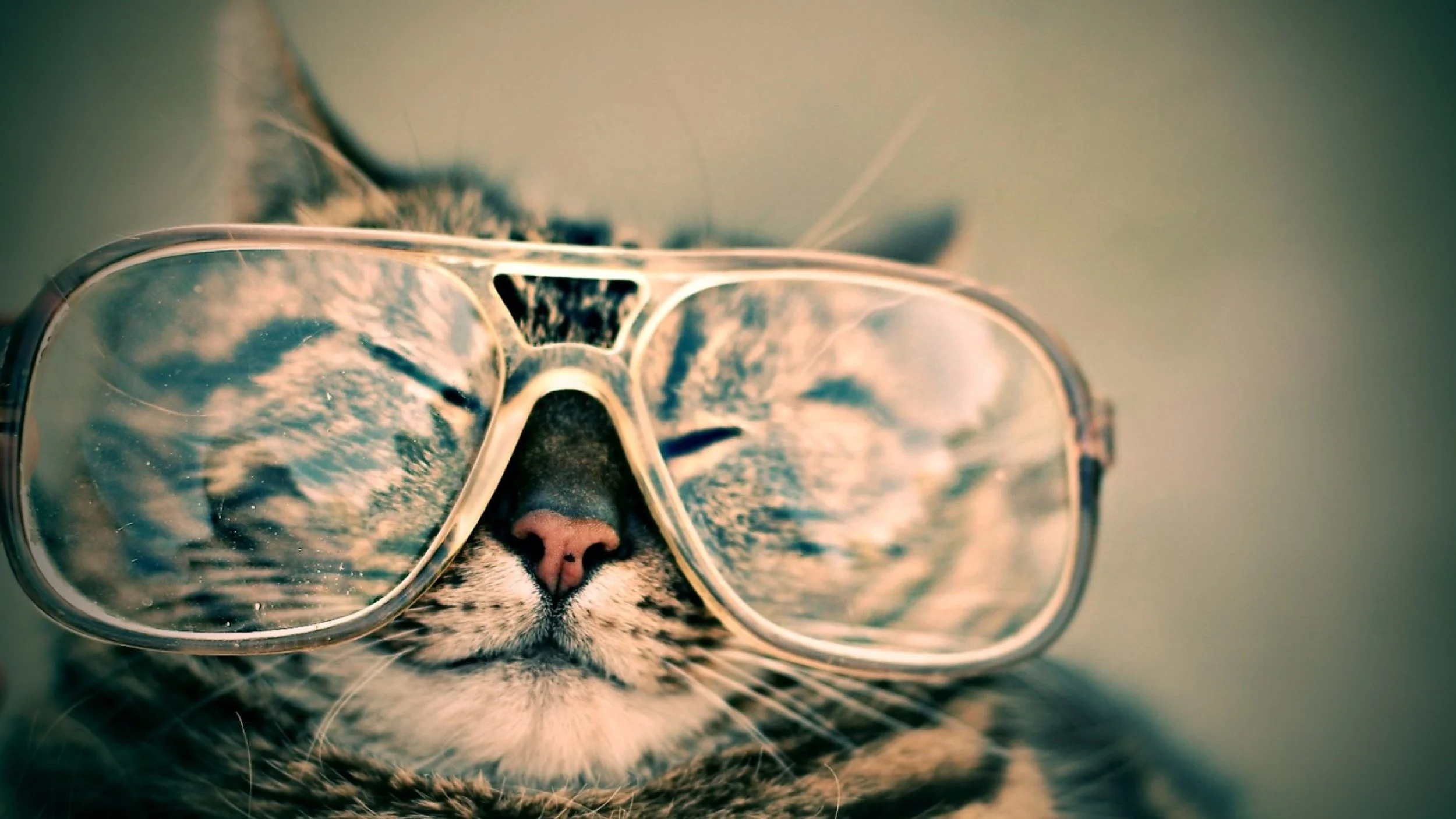 The Cat's Meow