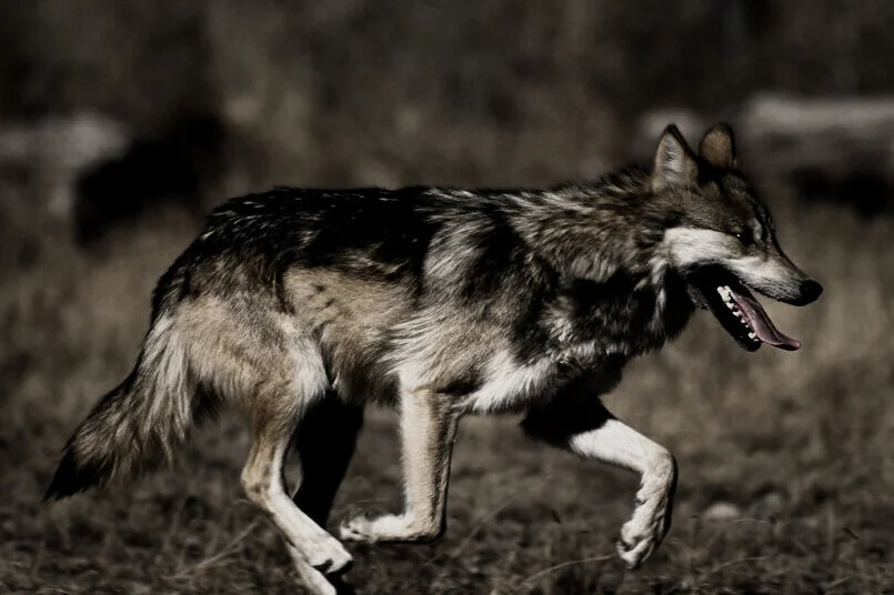 gray+wolf.jpg