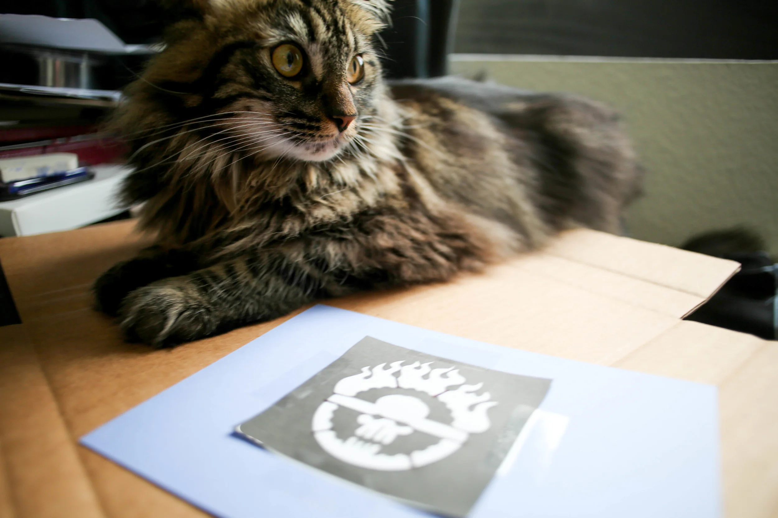 Cat not required.