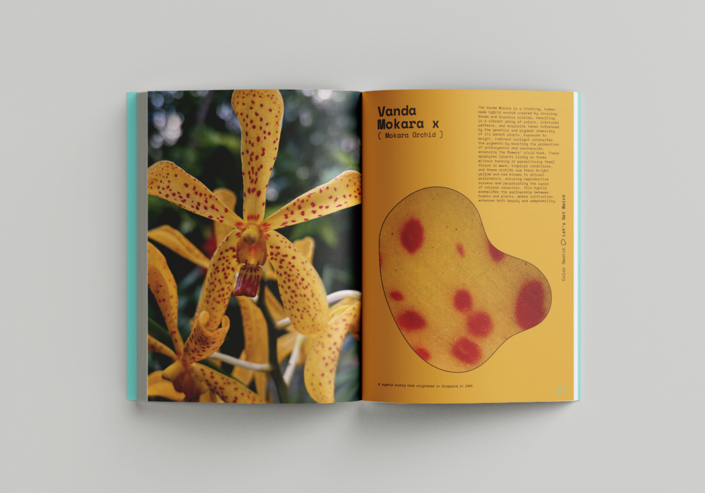 2_Vanda_Orchid.png