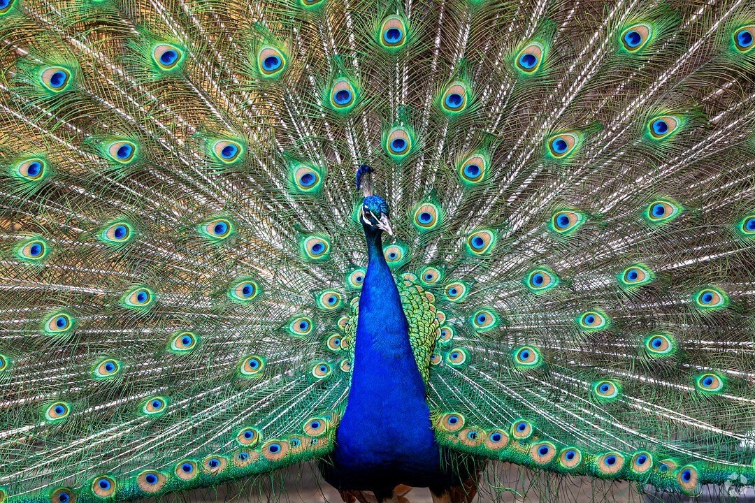 Showing off for the camera! The famous peacock that struts its colorful feathers at The Bronx Zoo. 

Had the absolute pleasure of snapping some pics at the @bronxzoo to highlight the neighborhood features of the Bronx, Unionpoint, neighborhood. @home