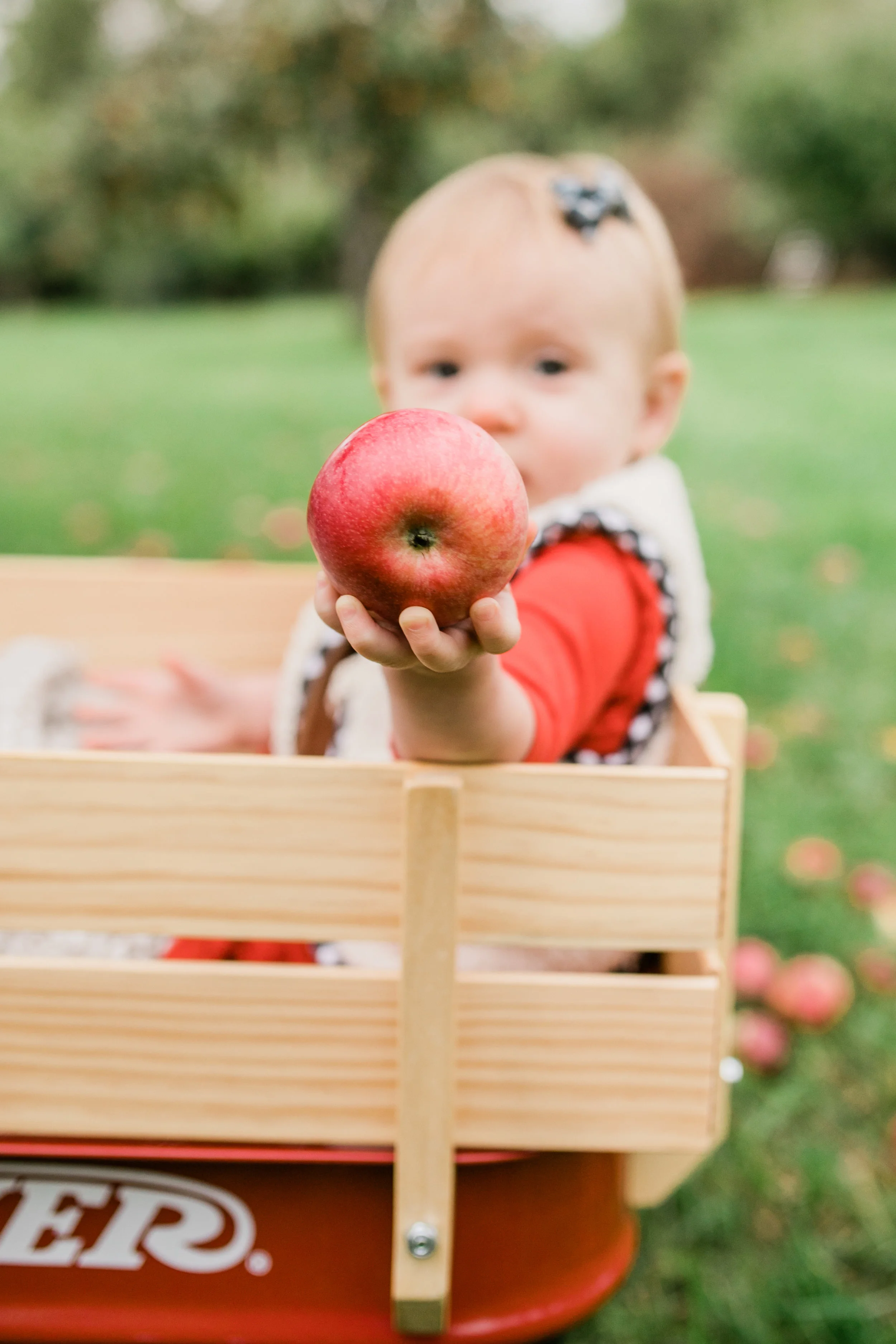 apple orchard photography waukesha vanessa wyler