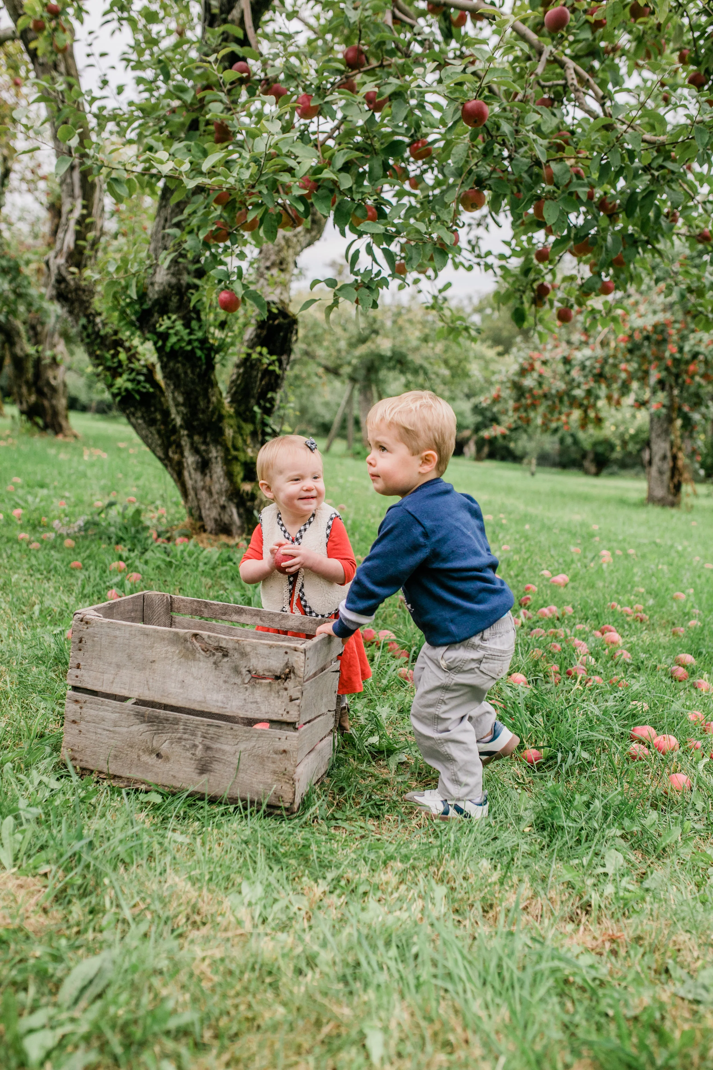 apple orchard photography waukesha vanessa wyler