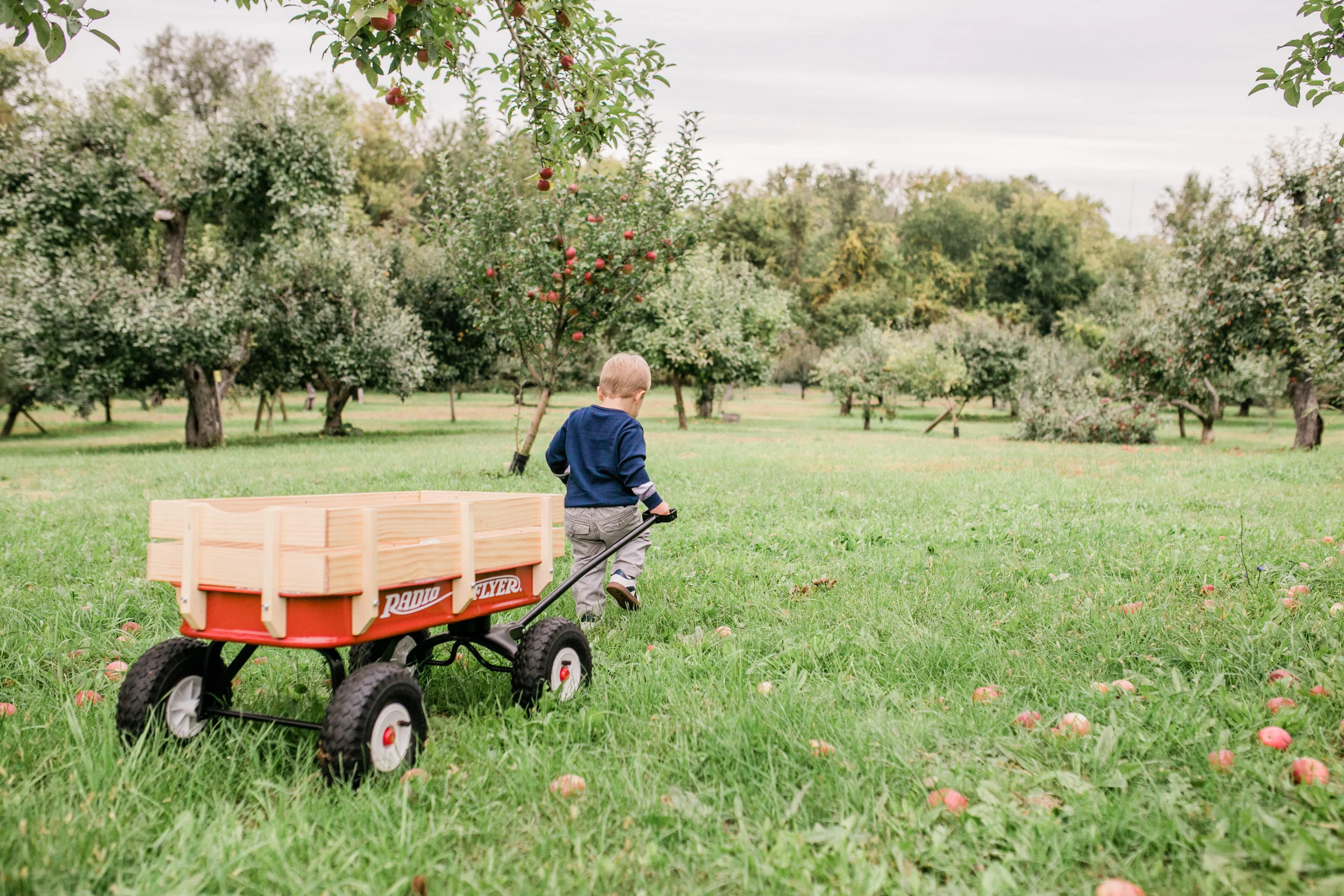 apple orchard photography waukesha vanessa wyler