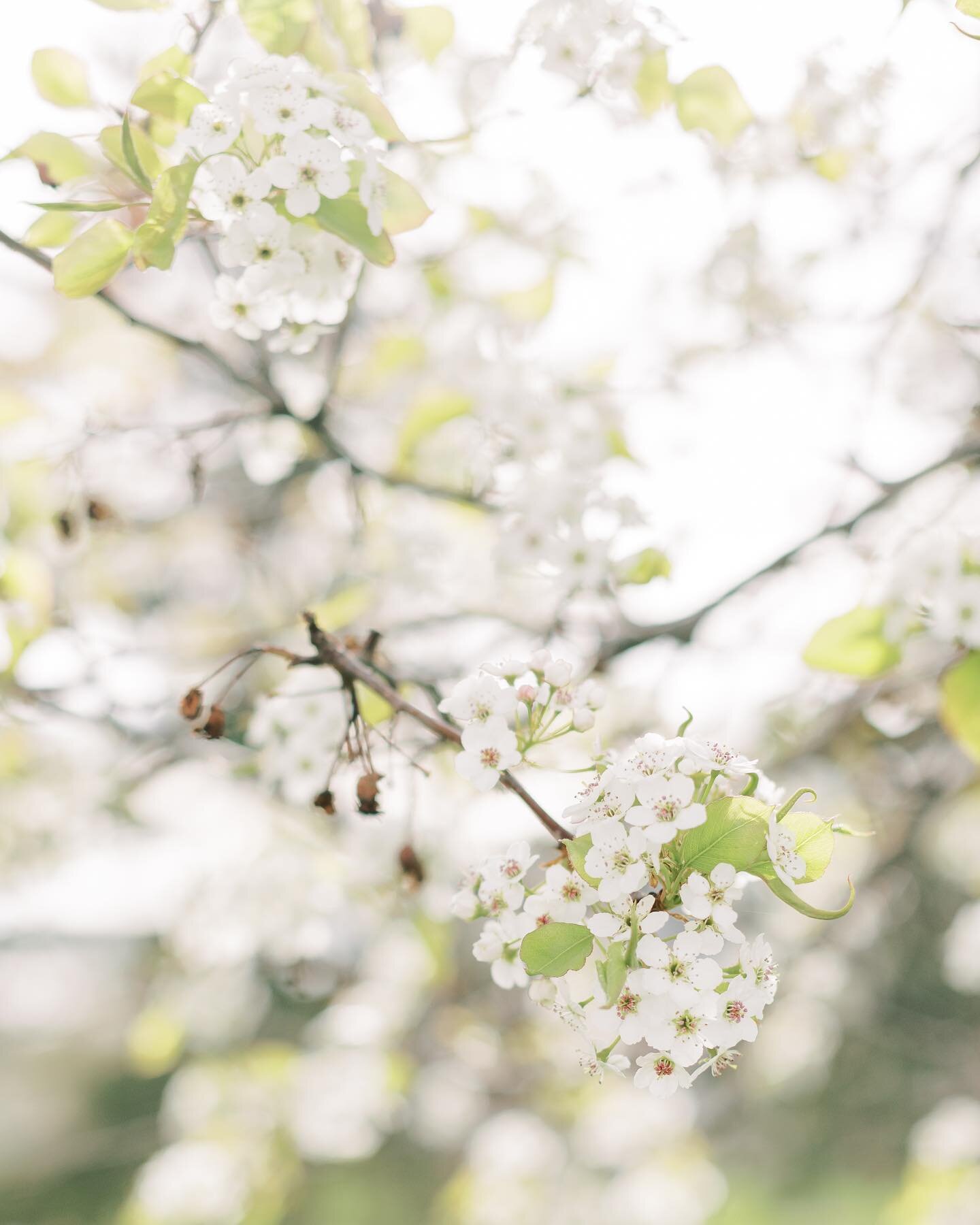 When you find a random flowering branch by your house and bribe your kids with candy to take a few spring photos 🌸 Em&rsquo;s counting down the days until her braces come off&hellip; 10 days! #emlittlegem #maverickgreywyler