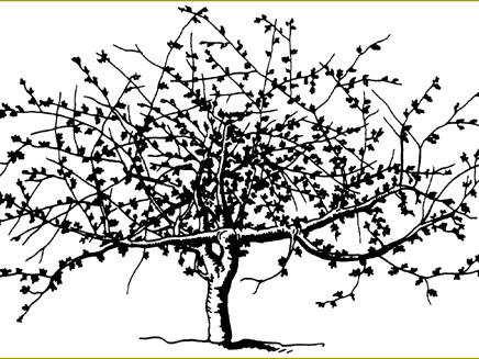 balm of gilead.gif
