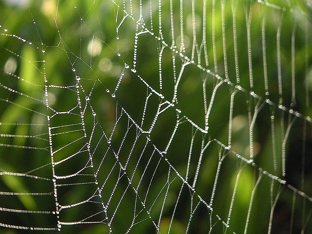 spider-webs-386980_640.jpg