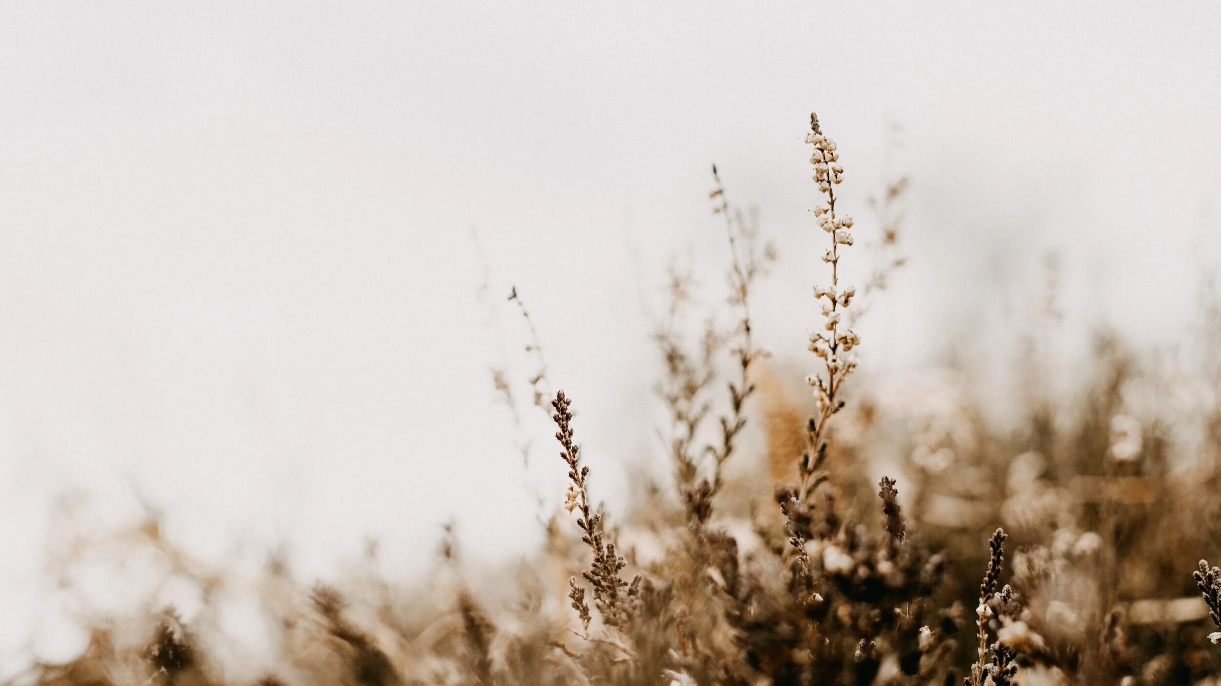 annie-spratt-hHiin0FcZO0-unsplash.jpg