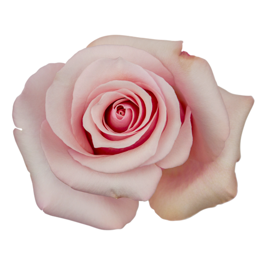 mother-of-pearl.png