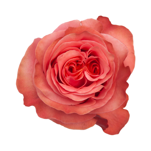 romanza.png
