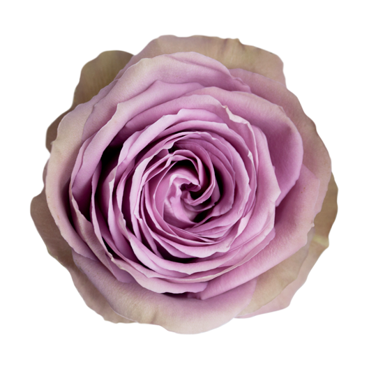 tiara.png