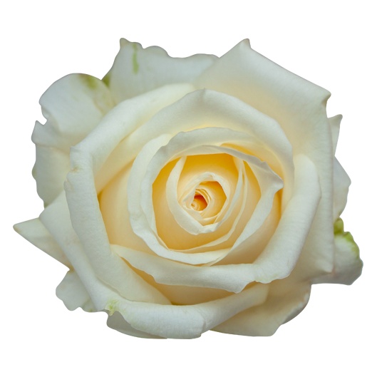 white-chocolate.png