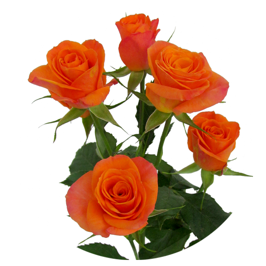orange-star-sp-irb.png