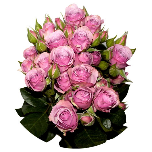 lavender-iricksa.png
