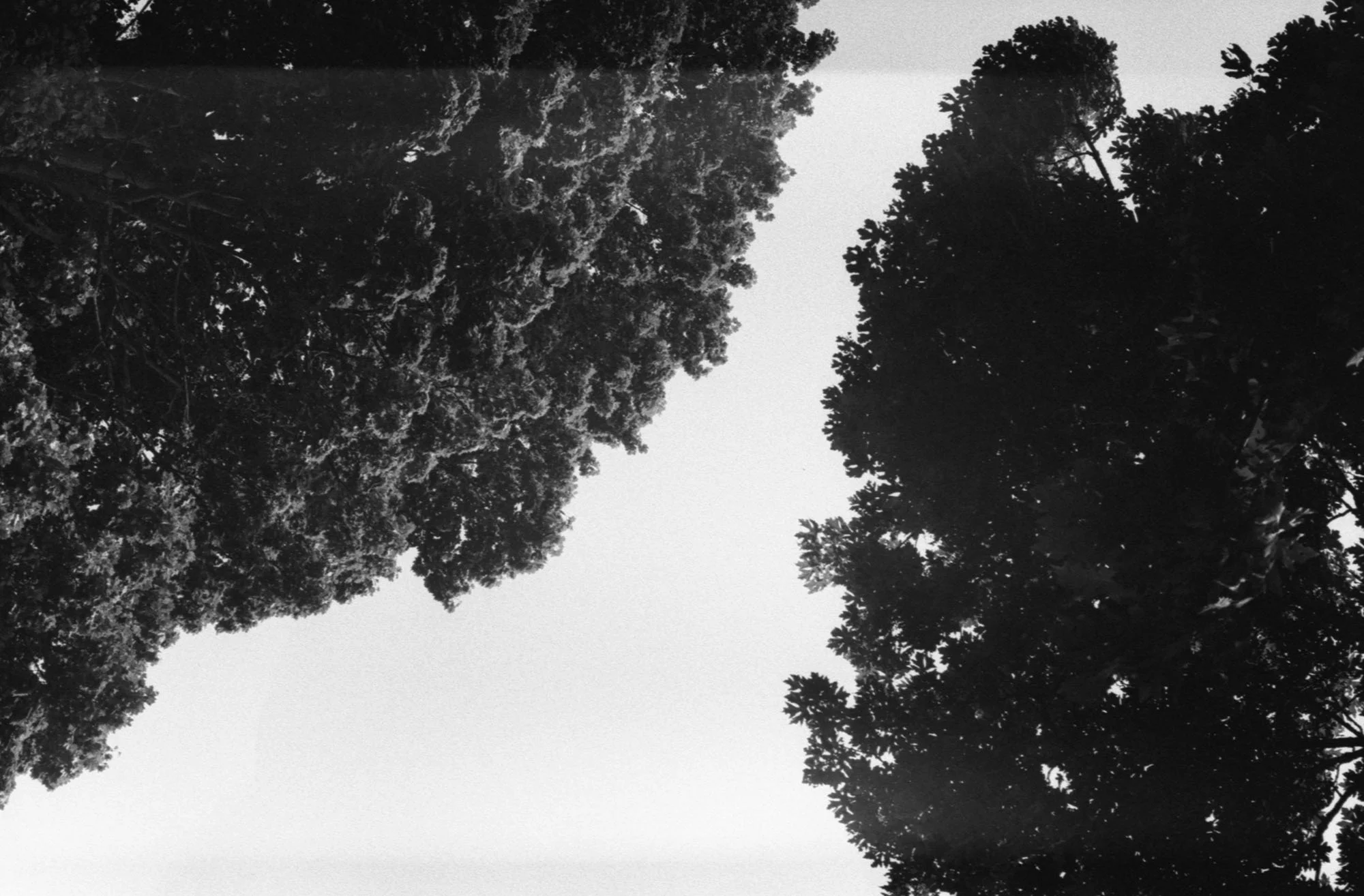 16KodakTriX400 (Nik:Leic013.jpg
