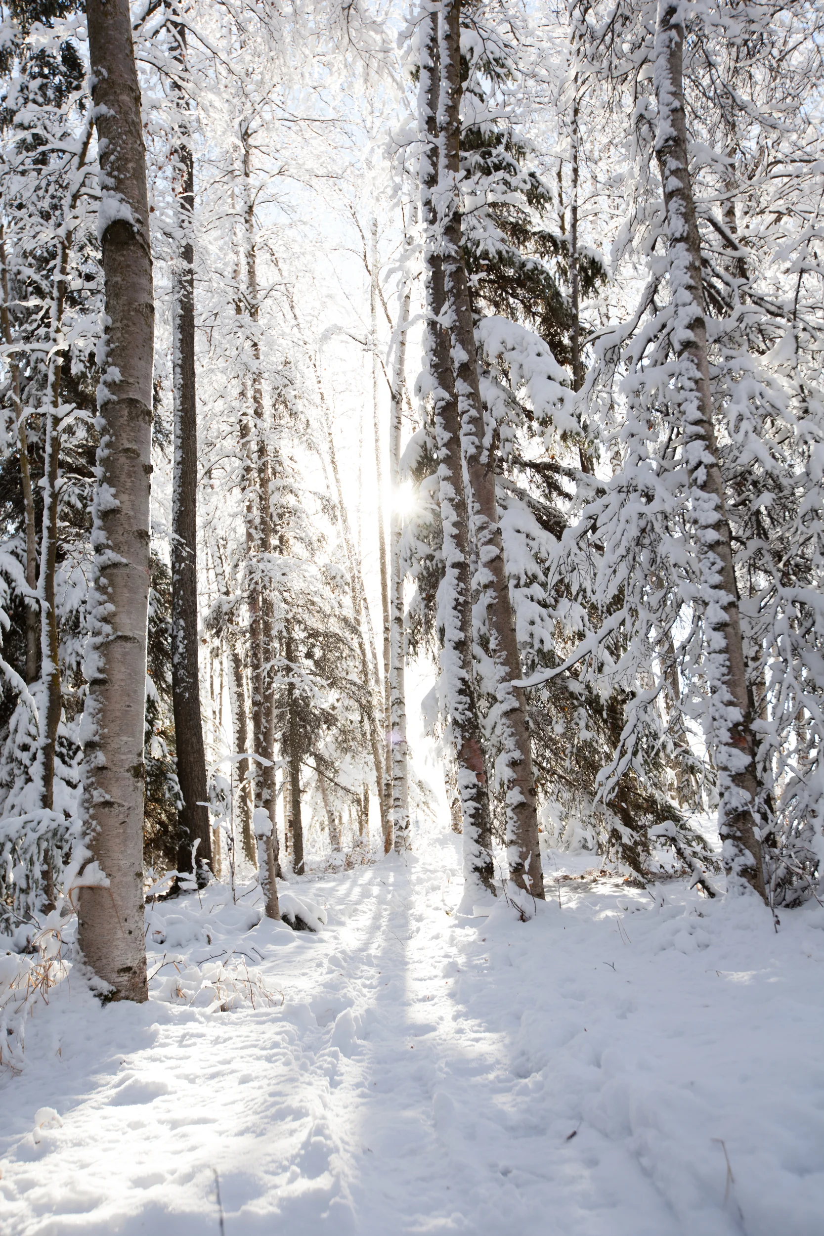 Sunlight pieces through the snowy trees illuminating the trail ahead. Anchorage, Alaska.