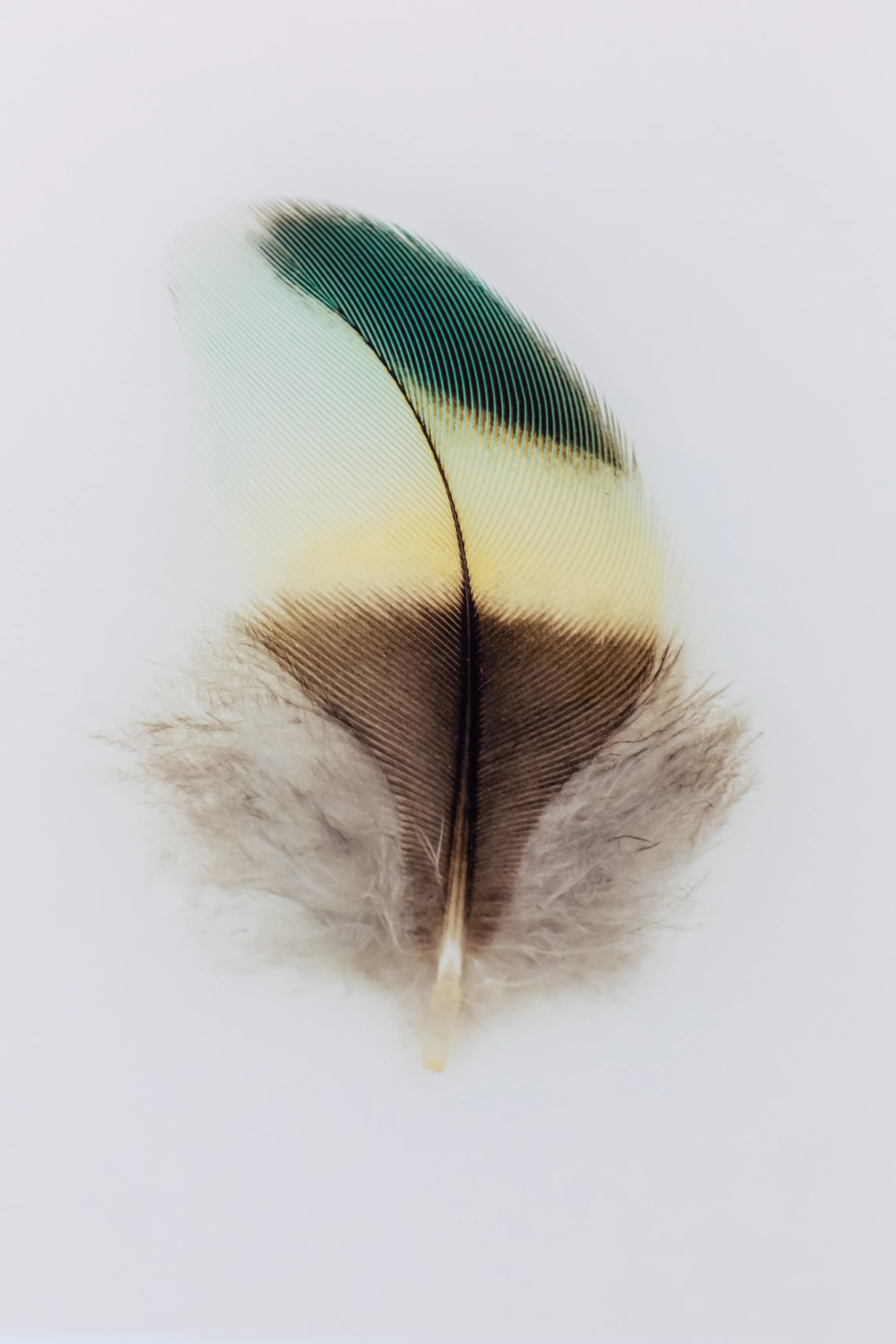 A Feather Studies Image for Tiffany & Co. Sydney by Jared Fowler. Image Credit: Jodie Barker.