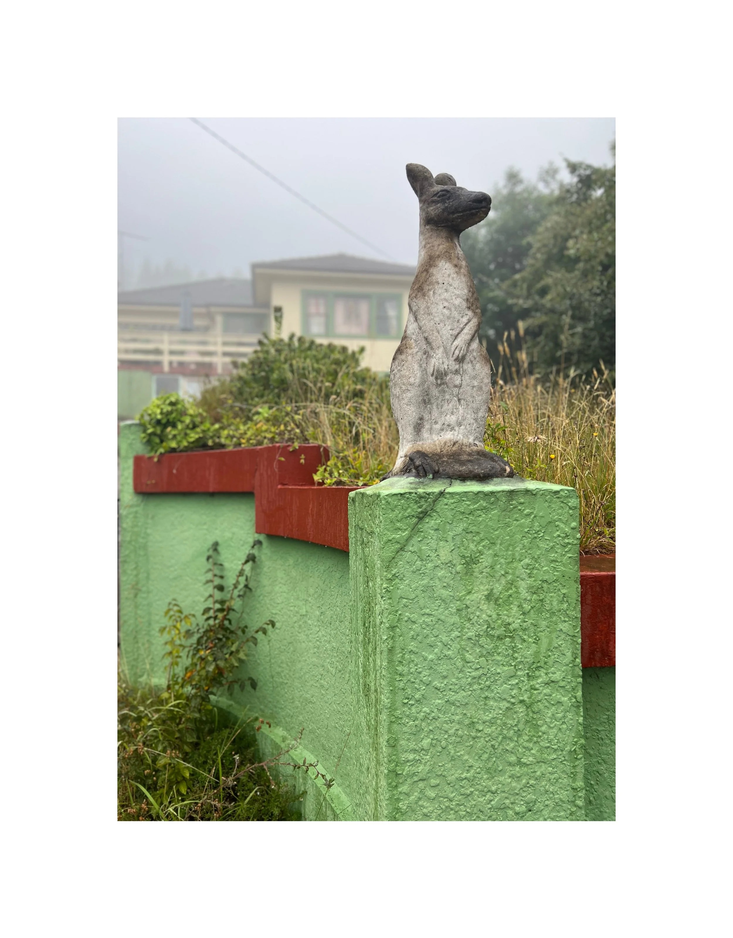  Katoomba Kangaroo 2023, iphone digital image on archival paper, 310gsm, image size (A2), 59.4 x 42cm, edition of 8  price:&nbsp; $380.00 unframed, $450.00 framed 