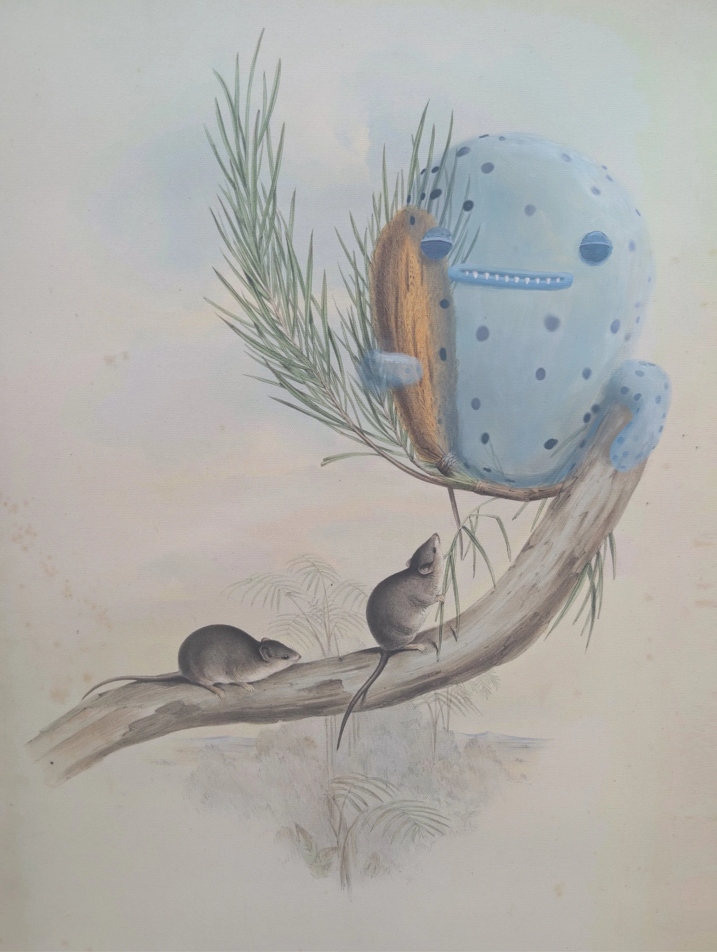   “Cloud Bear/Nebulursus arboreus”  2026, 49cm x 57cm. Oil on canvas.&nbsp; Painted over an archival pigment ink reproduction of  Antechinus Minutissimus  from  The Mammals of Australia  by John Gould (published 1845–1863).&nbsp;Presented in a reclai