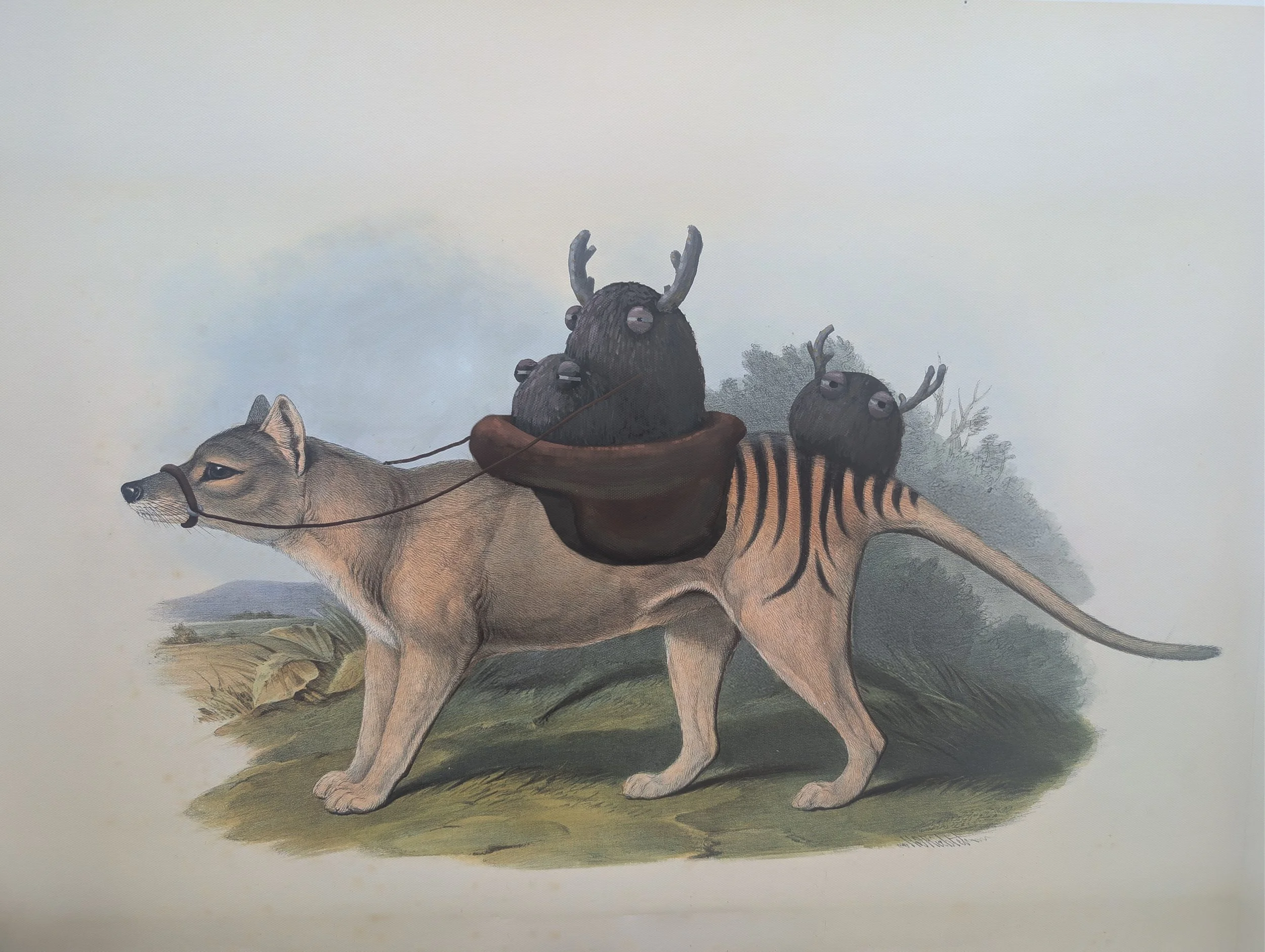   “Beast of burden /  Bestia oneraria”.    2026.  72 x 52cm. Oil on canvas.&nbsp; Painted over an archival pigment ink&nbsp; reproduction of  Thylacinus cynocephalus  from  The Mammals of Australia  by John Gould (published 1845–1863).&nbsp;&nbsp; Pr