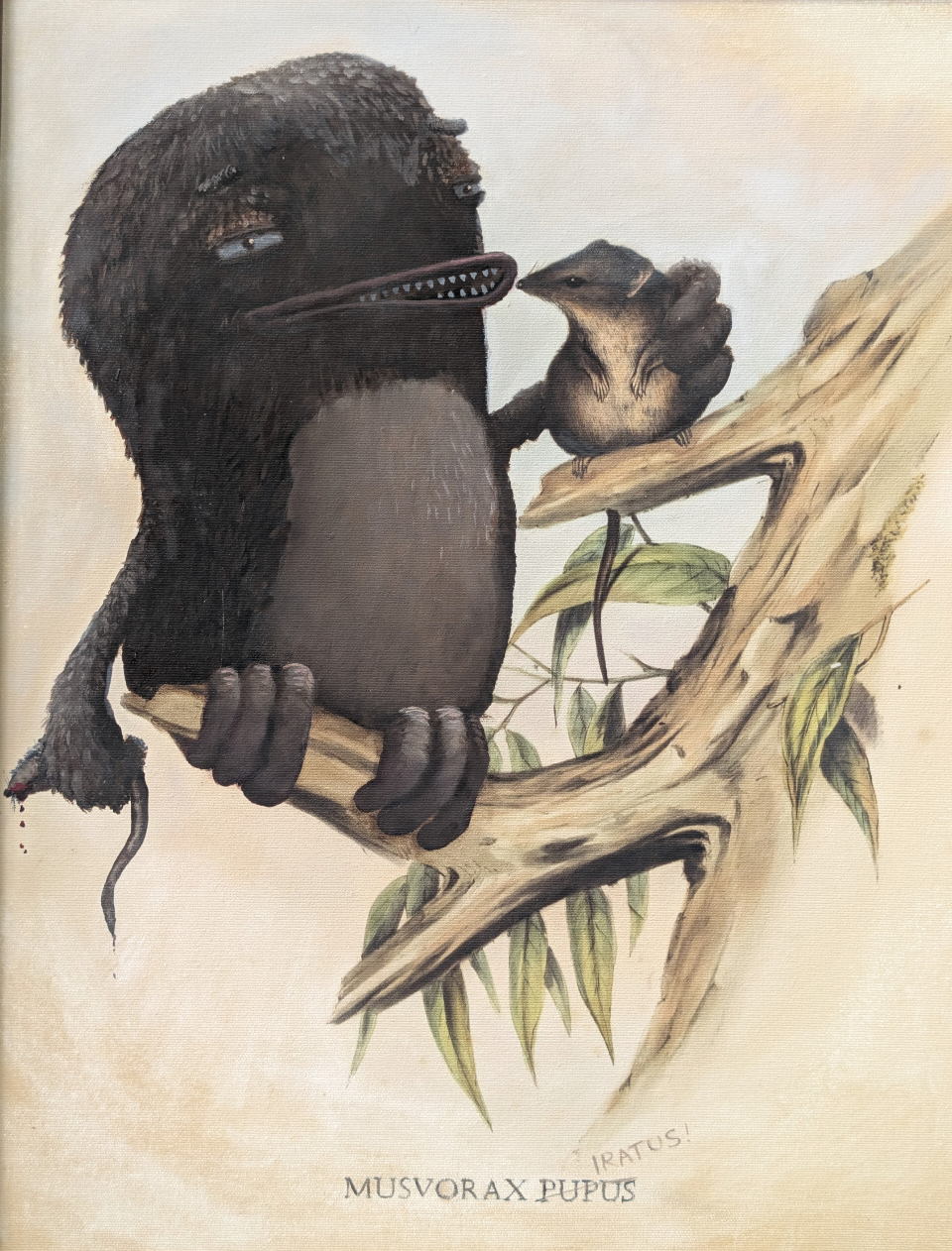   “The Rat Eater / Musvorax Iratus”  2025. 49cm x 39cm. Oil on canvas.&nbsp; Painted over an archival pigment ink reproduction of  Antechinus unicolour  from The Mammals of Australia by John Gould (published 1845–1863).&nbsp; Presented in a reclaimed