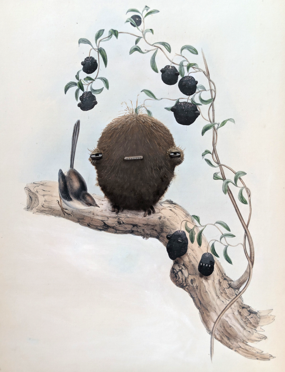   “The Candidate” 2026.  45cm x 55cm. Oil on canvas.&nbsp; Painted over an archival archival pigment ink reproduction of  Malurus longicaudis  from  The Birds of Australia  by John Gould (published 1840–1848).&nbsp; Presented in a reclaimed antique f