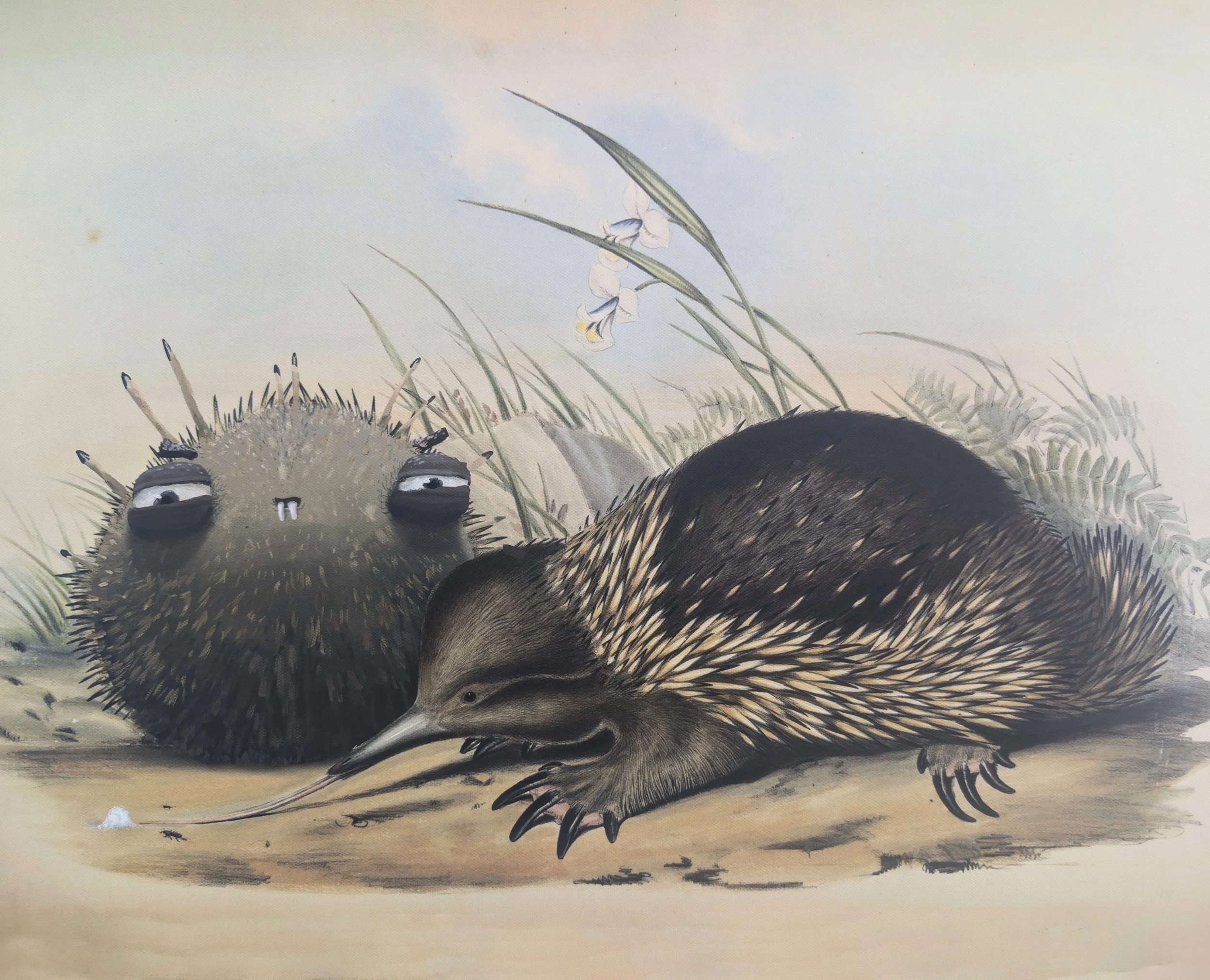  “The Dealer” 2026. 56x47cm. Oil on Canvas Painted on an archival pigment ink reproduction of “Echidna setosa” 1863 by John Gould From The Mammals of Australia Volume 3 published 1863.&nbsp; Presented in a reclaimed antique frame.&nbsp;   price:&nbsp