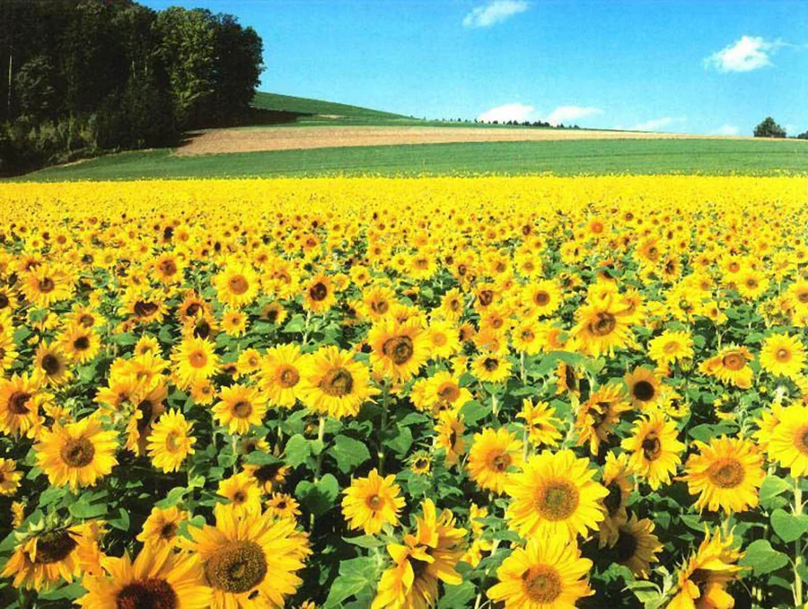 Flower_before.jpg