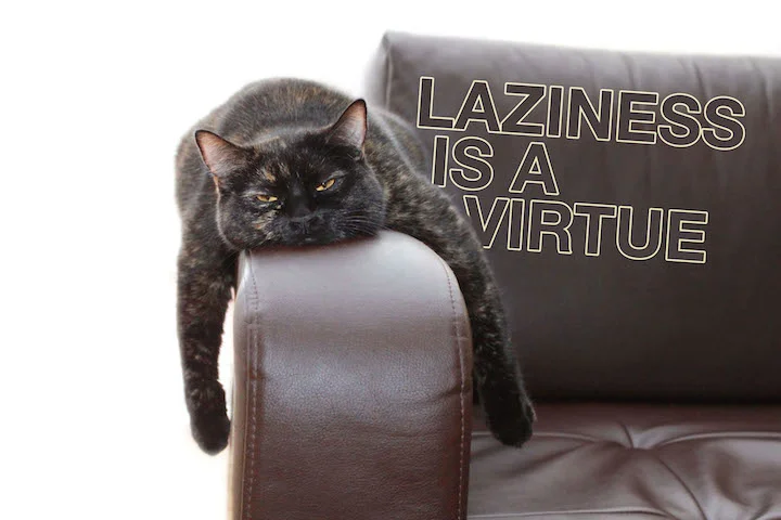 hangover cat