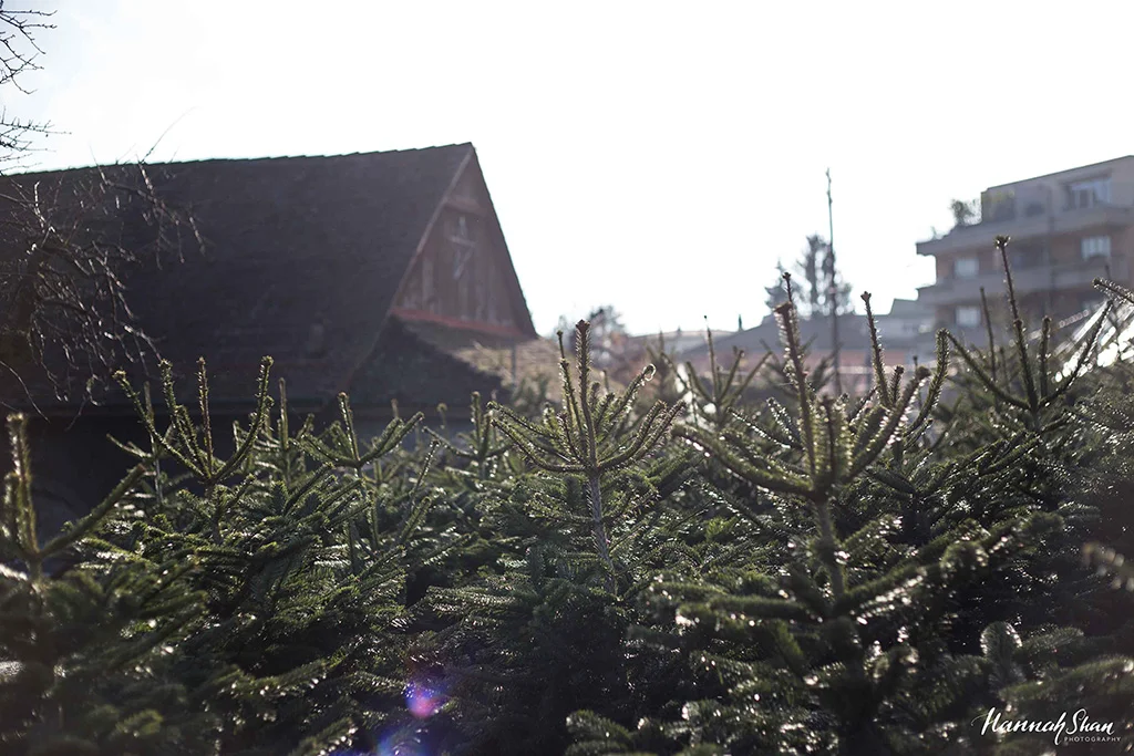 HannahShanPhotography-Lausanne-SapinDeNoel-8.jpg