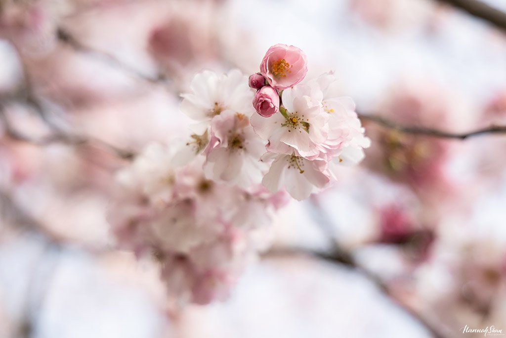 HannahShan_Photography_Lausanne_Family_Sakura_CherryBlossoms-2.jpg