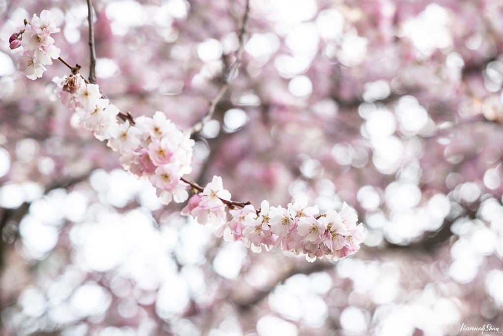 HannahShan_Photography_Lausanne_Family_Sakura_CherryBlossoms-1.jpg