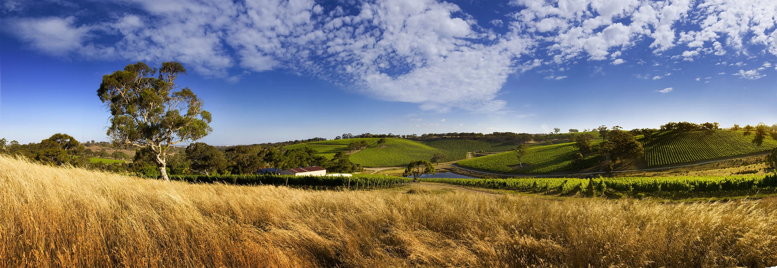 ADELAIDE HILLS (2).jpg