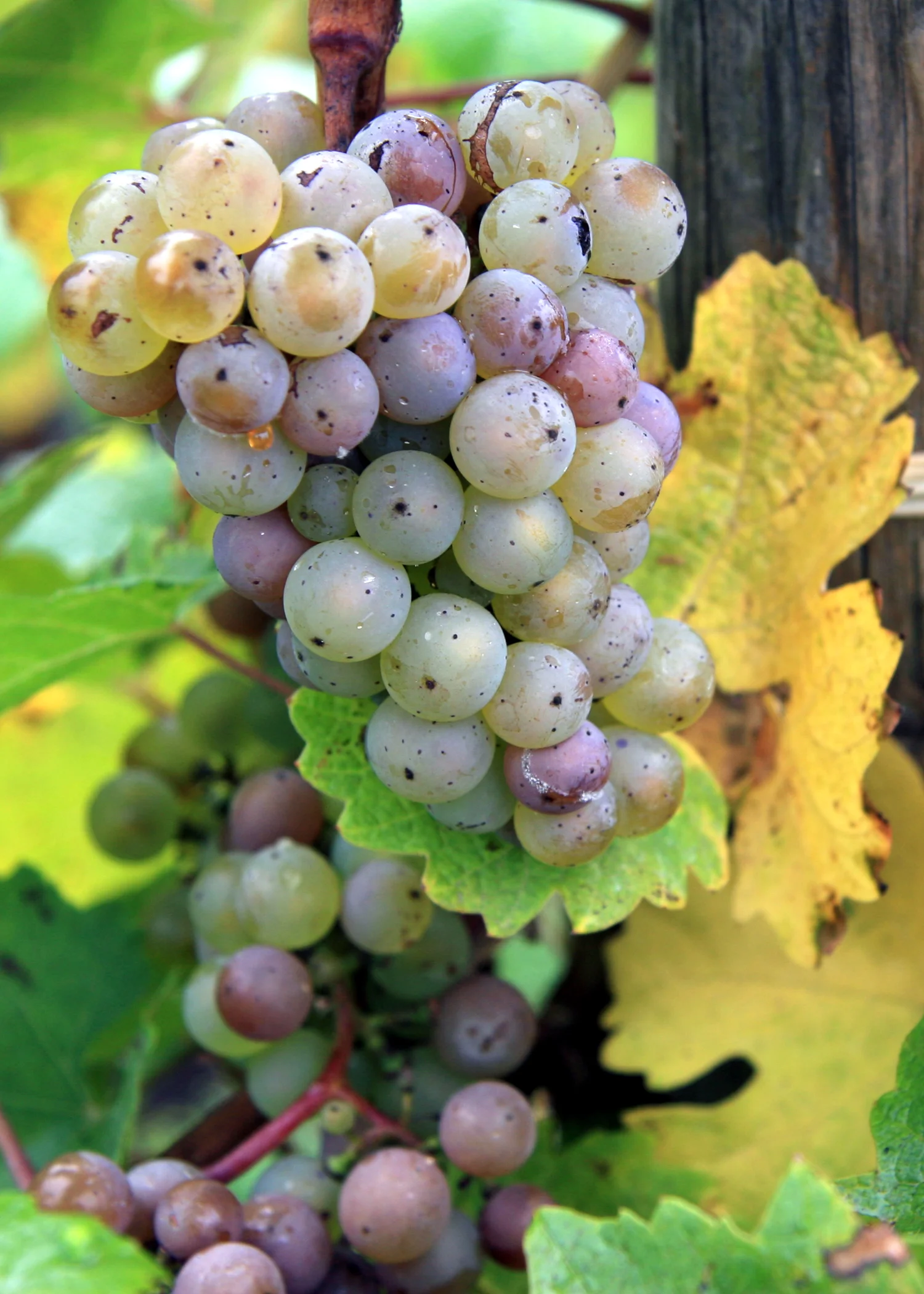 RIESLING GRAPES ON THE VINE - IMAGE COURTESY OF DRYNC.COM