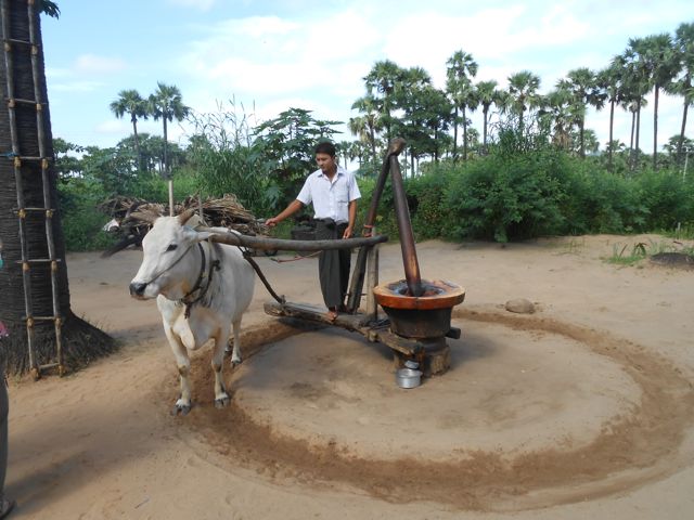 Manual way of extracting Peanut oil