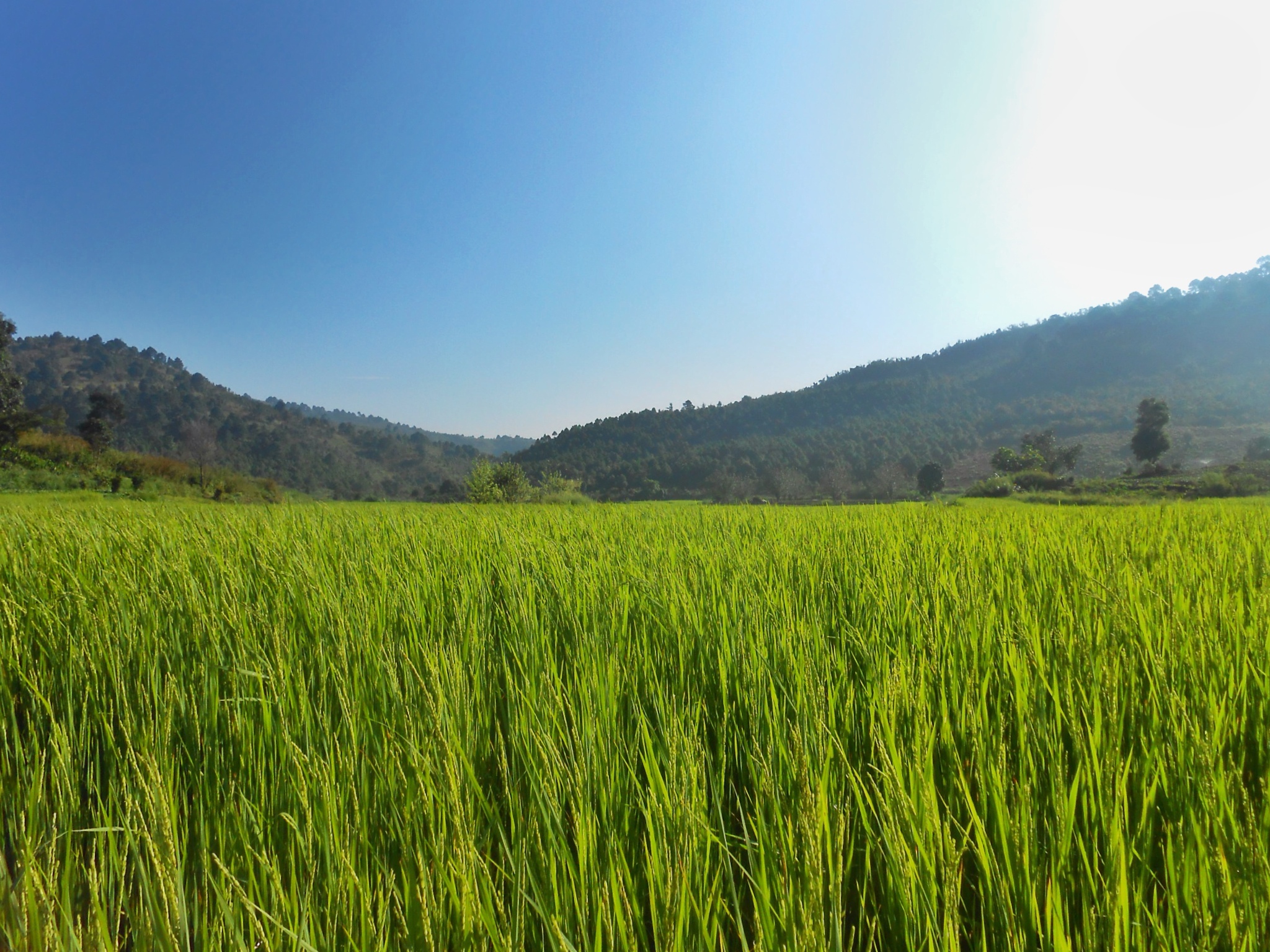 Vivid Green: Rice kissed by the rising sun