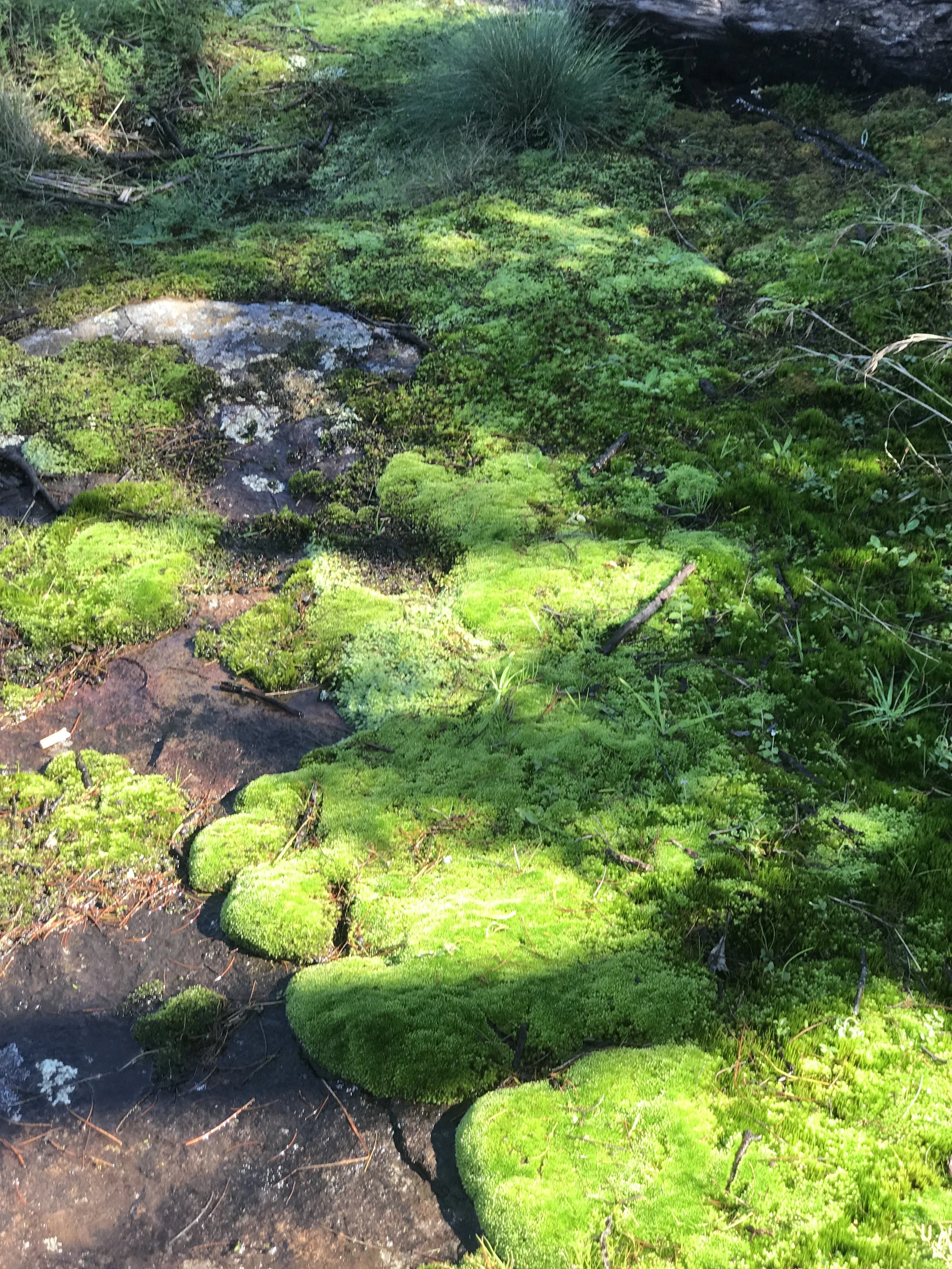 Fluffy carpet of soft moss