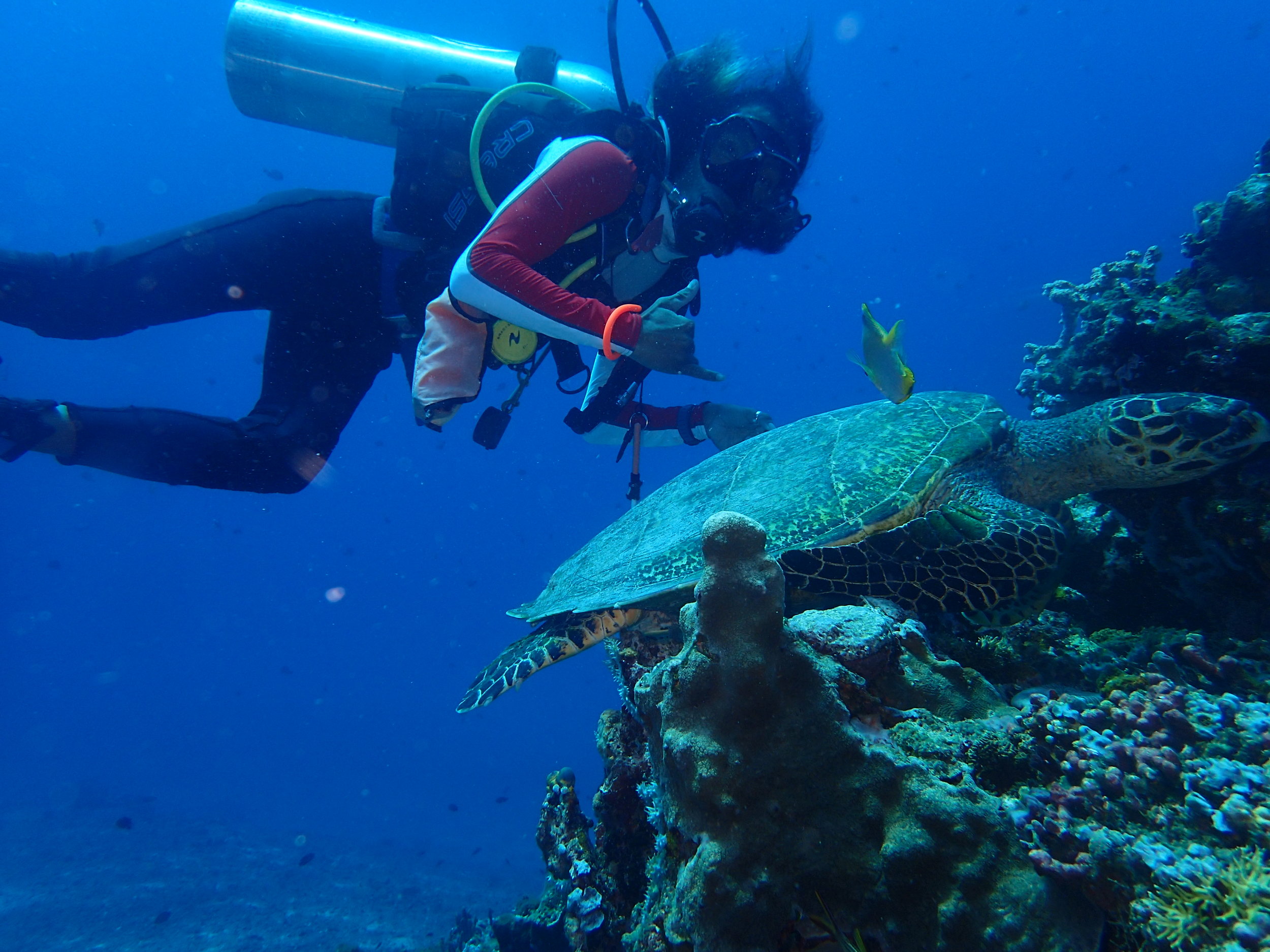 Local Dive Master Soni with one of our local turtles on Hans Reef