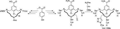 The synthesis of a new triazacyclophane scaffold (TACO scaffold) containing three selectively deprotectable amines is described. The TACO scaffold is conformationally more constrained than our frequently used TAC scaffold, due to introduction of a substituent on the para position of the benzoic acid hinge, which prevents ring flipping and makes it more attractive than the TAC scaffold for preparation of artificial receptor molecules or for mimicking discontinuous epitopes toward protein mimics when more preorganization is required.