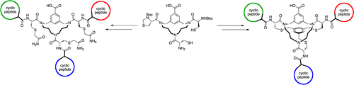 Synthetic mimics of protein surfaces have the potential to become inhibitors of protein–protein interactions or even synthetic vaccines. However, the synthesis of these complicated molecular constructs is still difficult. Here we describe an efficient and versatile synthesis of protein mimics containing up to three different cyclic peptides. Using a sequential native chemical ligation strategy, peptide loops containing a thioester handle were introduced onto a triazacyclophane scaffold bearing orthogonal protected cysteine residues.