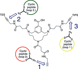 Using an orthogonally protected three alkyne derivative of the triazacyclophane scaffold, three different azido functionalized cyclic peptides were introduced successively affording a discontinuous epitope mimic of the pertactin protein of Bordetella pertussis in a convergent way.