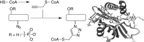 A novel strategy to prepare bisubstrate based inhibitors for histone acetyltransferases is presented. To obtain these, azido peptides derived from histone H3 incorporating either a serine or a phosphoserine residue were connected to a propargyl coenzyme A derivative through copper catalyzed click chemistry. The resulting inhibitors were tested with therapeutically relevant acetyltransferase PCAF. Increased potency of the phosphoserine containing inhibitor was observed. The synthetic strategy presented may be used for developing bisubstrate based inhibitors against any acetyltransferase.