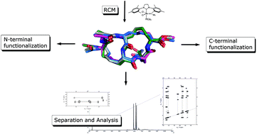 The synthesis, structural characterization, and synthetic use as an advanced intermediate is described of a cross-stapled alkene-bridged hexapeptide to mimic the DE-ring of the lantibiotic nisin. The linear precursor was cyclized by ring-closing metathesis to give the correctly folded bicyclic hexapeptide in a single step, and the four individual diastereoisomers were isolated, structurally assigned and characterized by HPLC, NMR and MS, respectively. The bicyclic hexapeptide was used as a versatile advanced synthon and was modified at its C- and N-terminus, among others, with an azide moiety to access a building block suitable for Cu( I )-catalyzed alkyne–azide cycloaddition-based ligation reactions.
