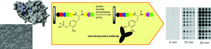 The activity of important protein tyrosine phosphatases has been monitored in real time in parallel with a novel substrate microarray through formation of 3-nitrotyrosine