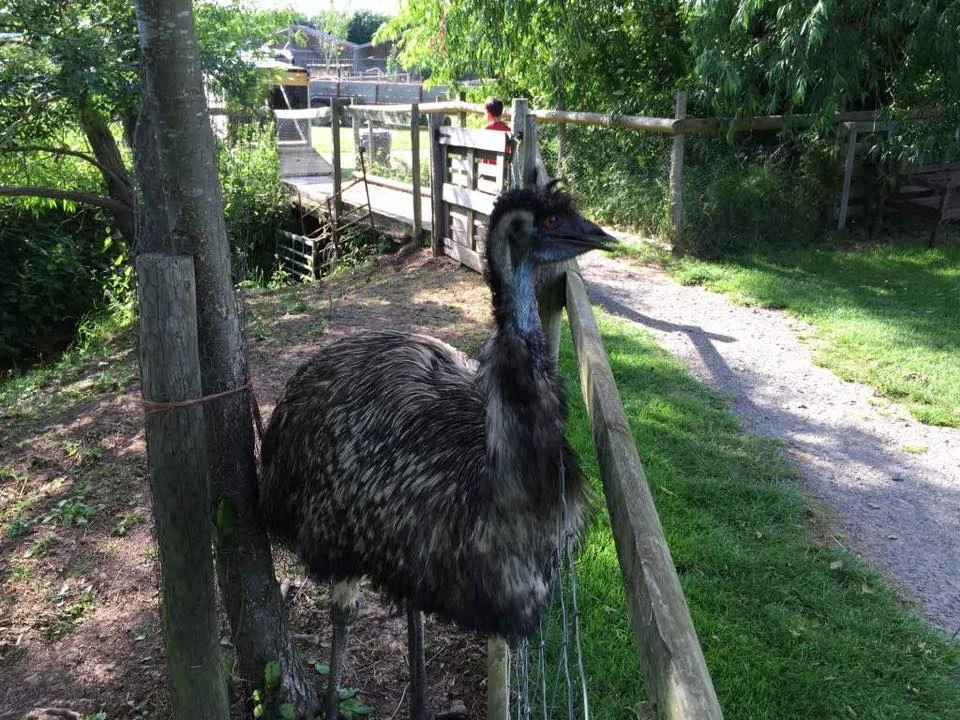 emu.jpg