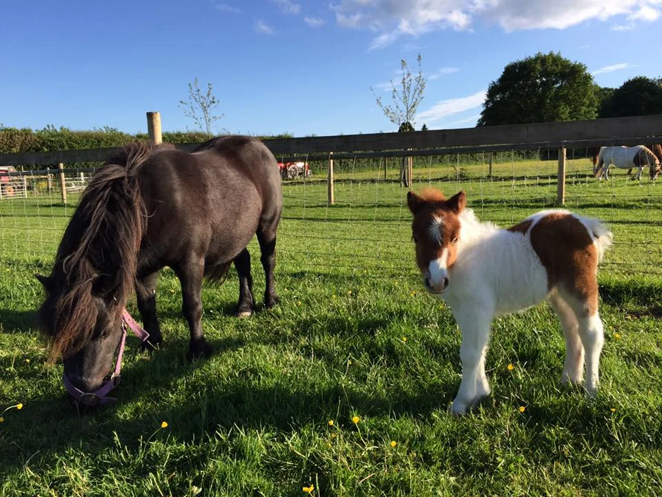 new+Pony.jpg