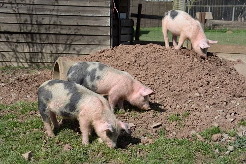 pigs.jpg