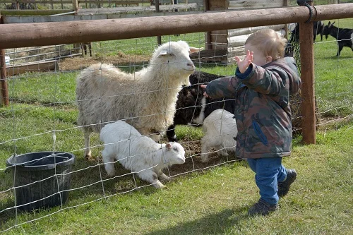 sheep.jpg