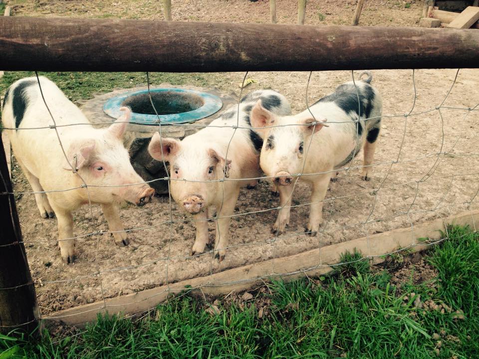 three+little+pigs.jpg