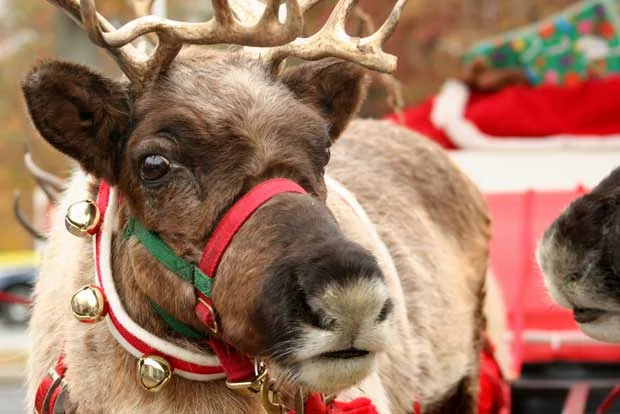 Reindeer_Xmas_620.jpg